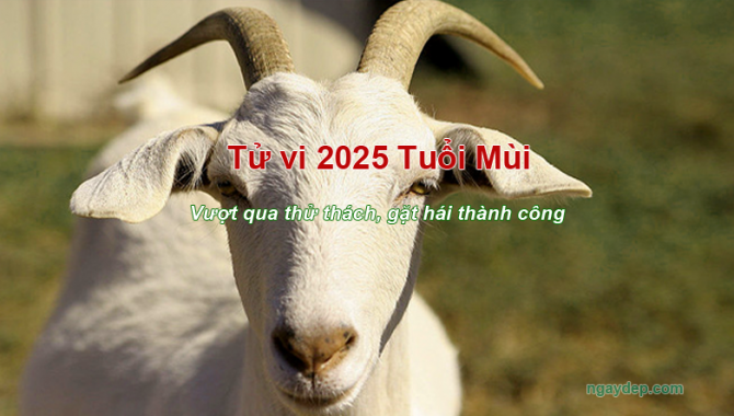 Tử vi 2025 của Mùi - Vượt qua thử thách, gặt hái thành công