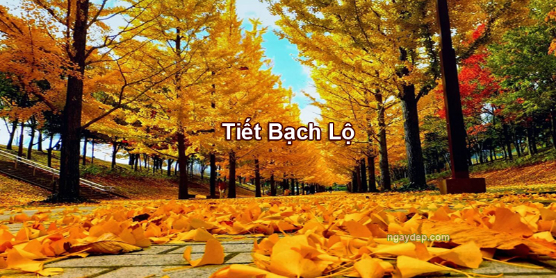 Tiết Bạch Lộ 2025