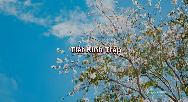 Tiết Kinh Trập 2028