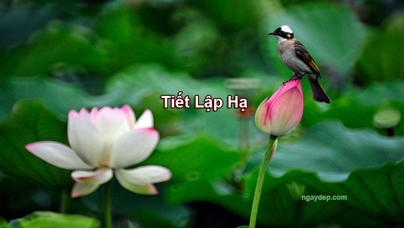 Tiết Lập Hạ 2025